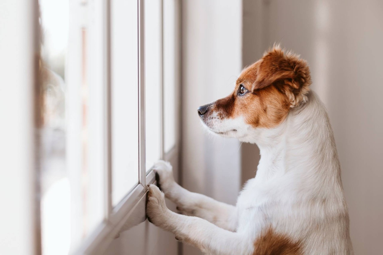 A dog standing on two legs looking out a window at Custom Window Decor of Jupiter near Jupiter, FL